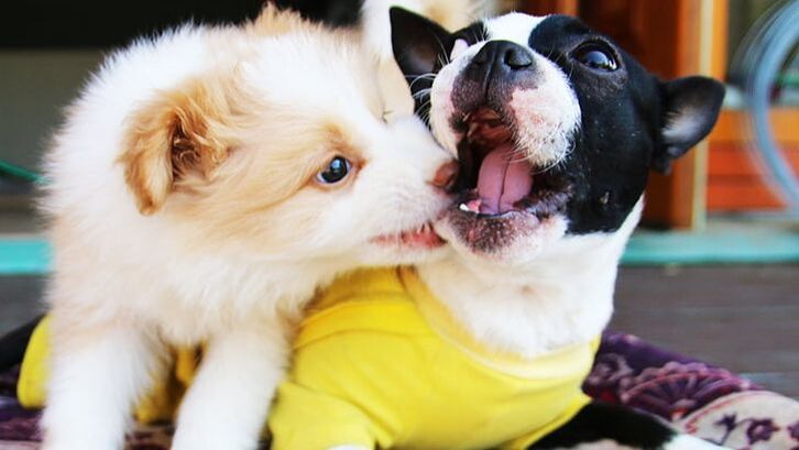 Puppies Chewing on each other