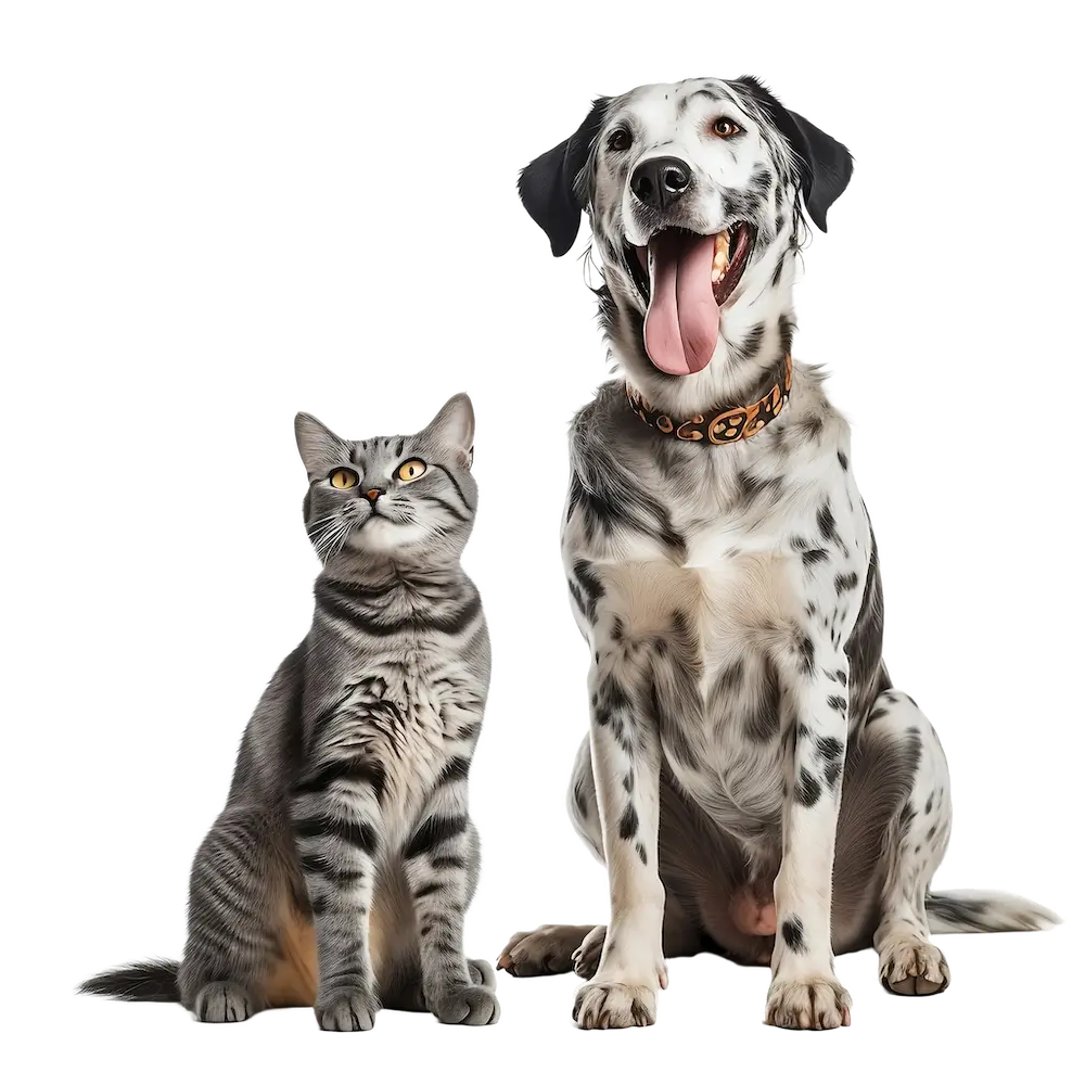 Dog and cat