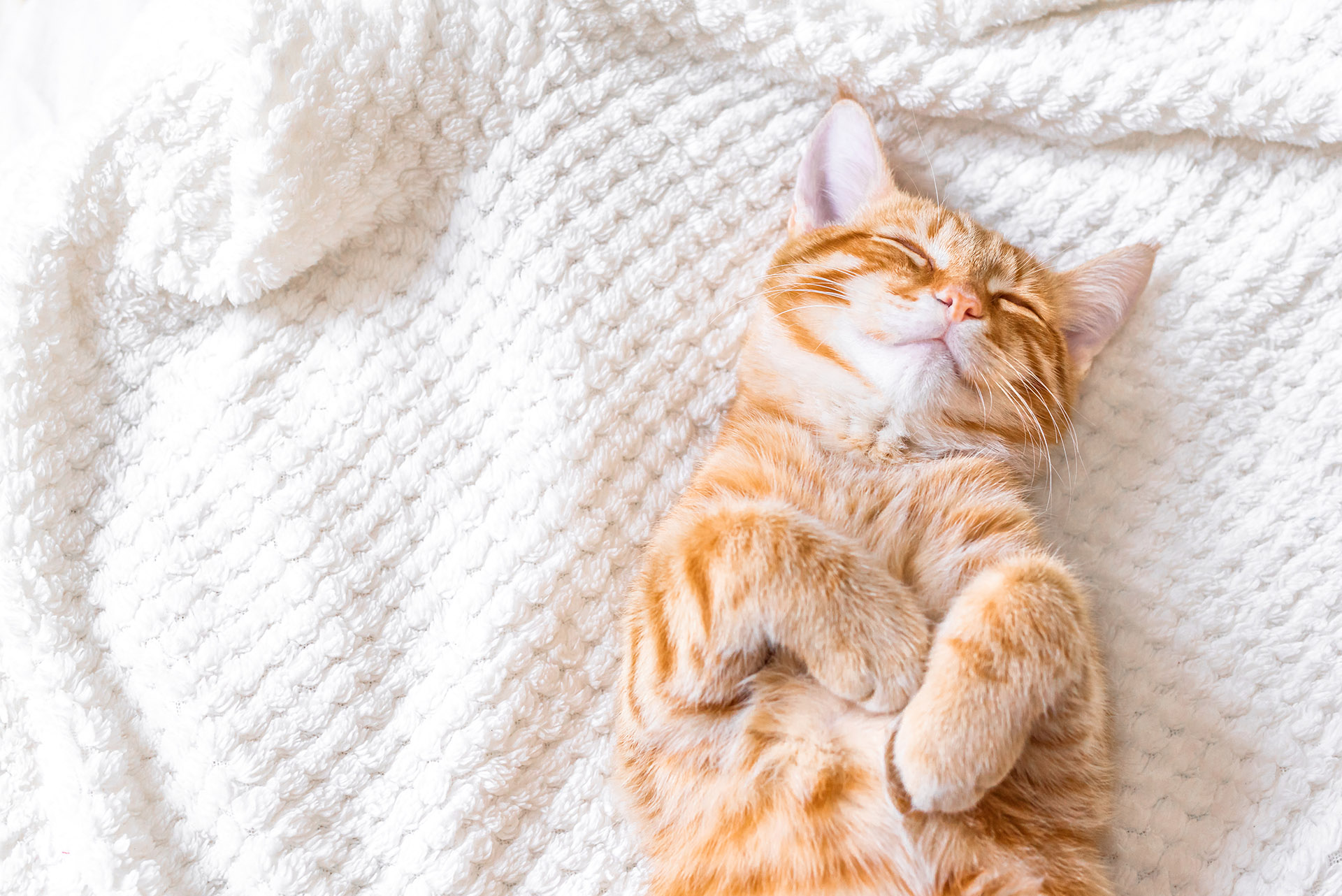 An orange tabby sleeps soundly at a cat boarding facility