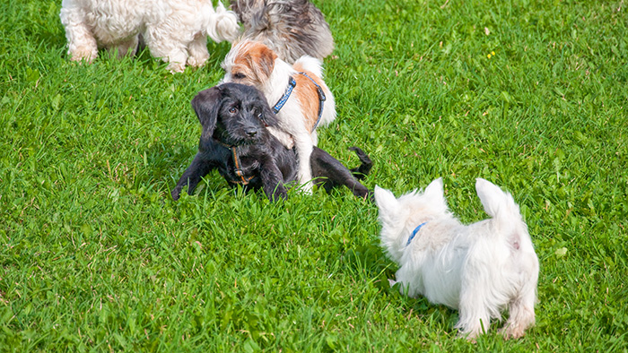 Puppies Chewing on each other