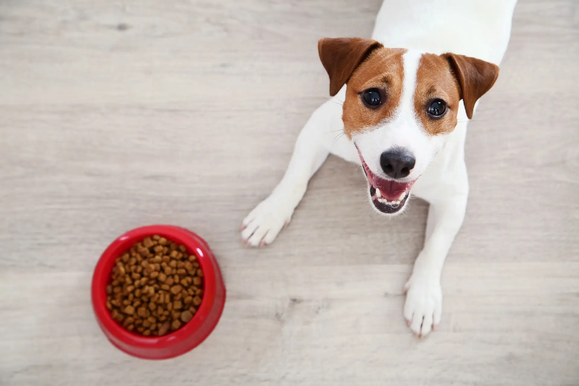 Best Small Breed Dog Food: Nutrition Tips for Tiny but Mighty Pups