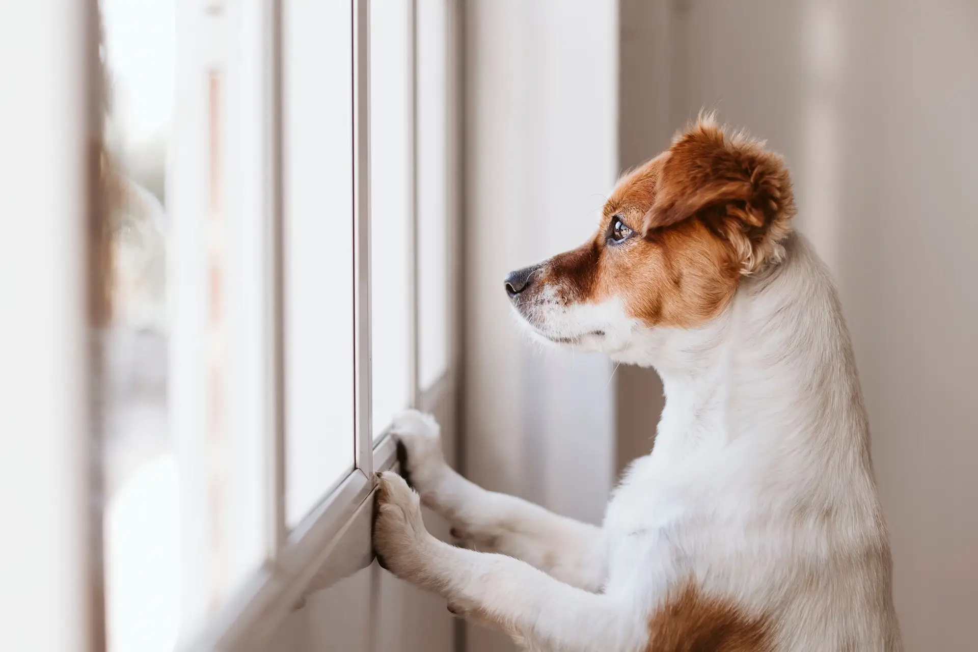 Puppy Separation Anxiety: What Actually Helps (From Daily Care & Real Play Routines)