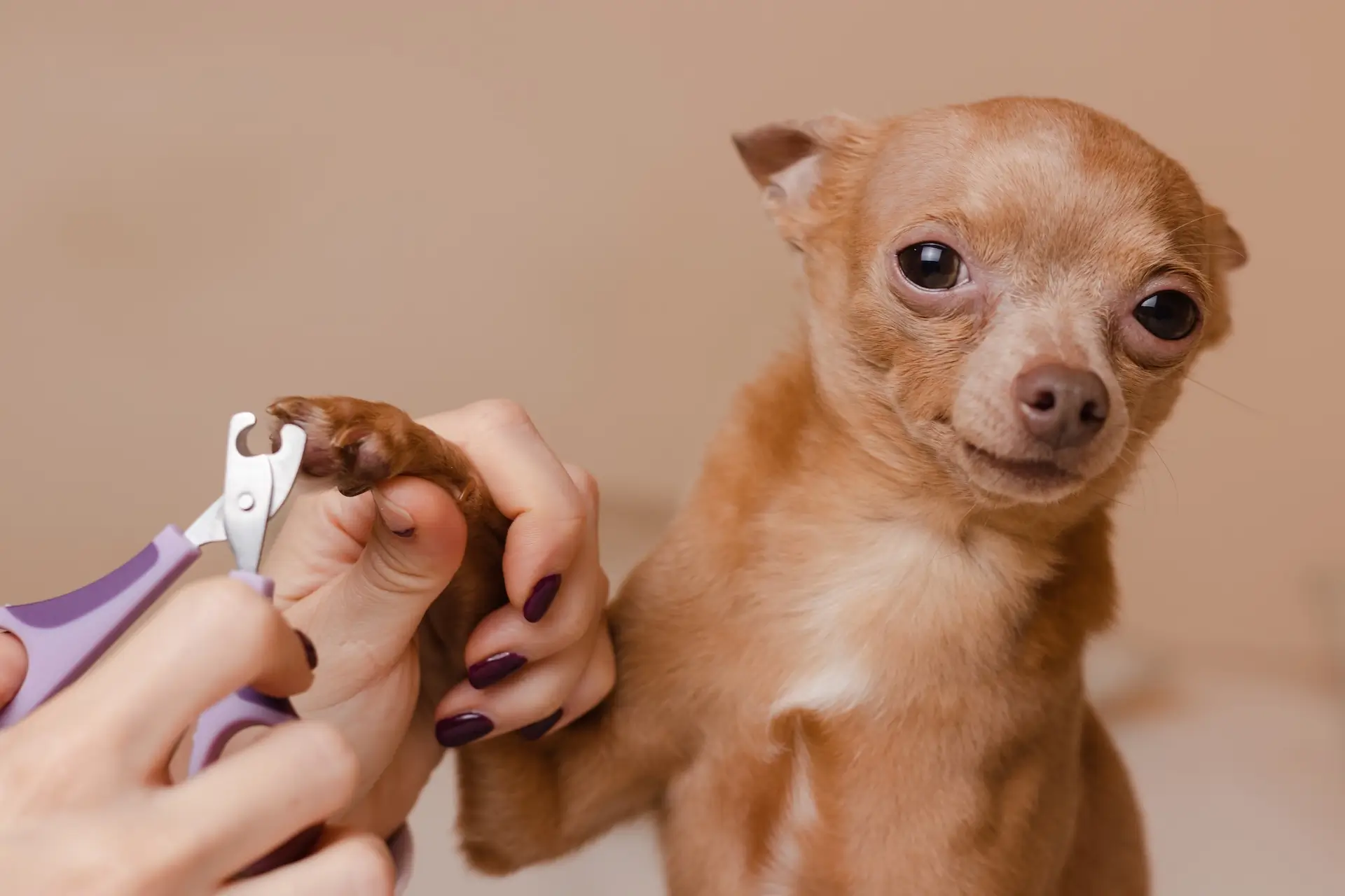 How Often Should You Trim Your Dog’s Nails? Signs It’s Time & What Happens If You Wait