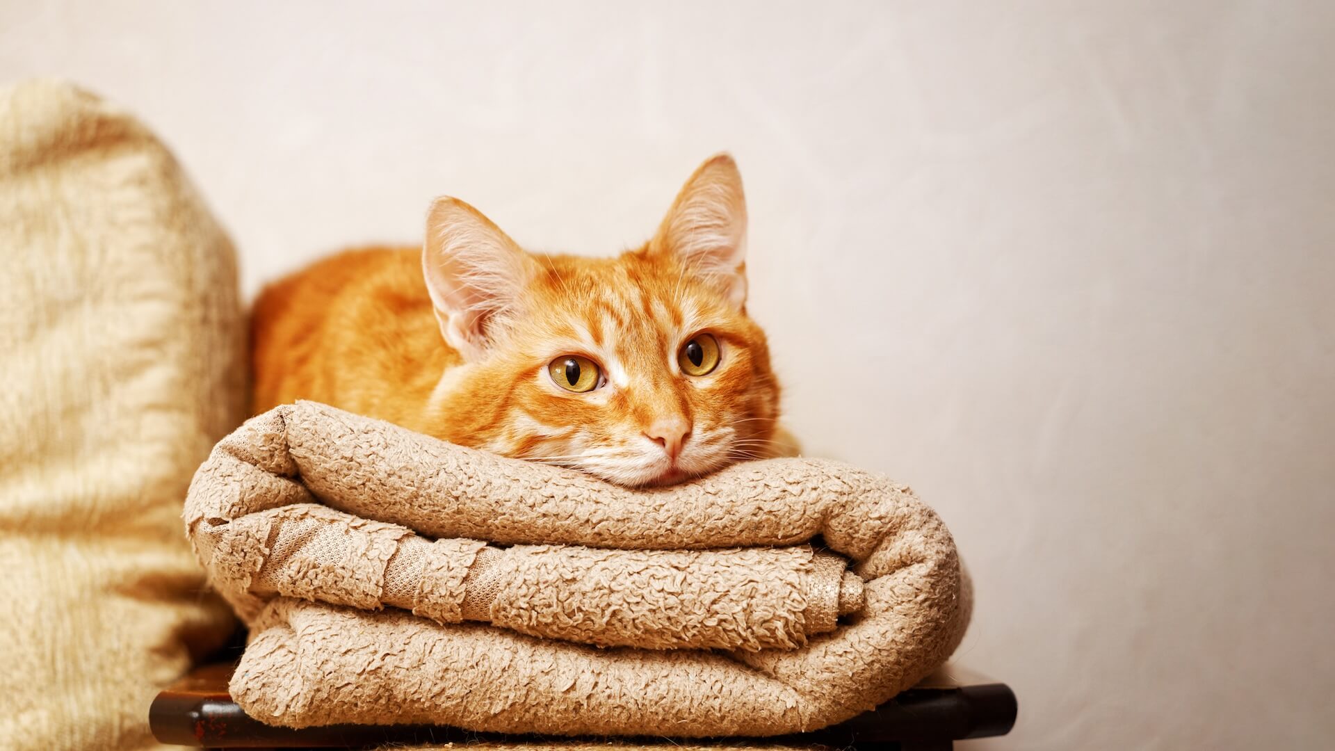 Are Orange Cats Always Male? Common Myths vs. Real Facts