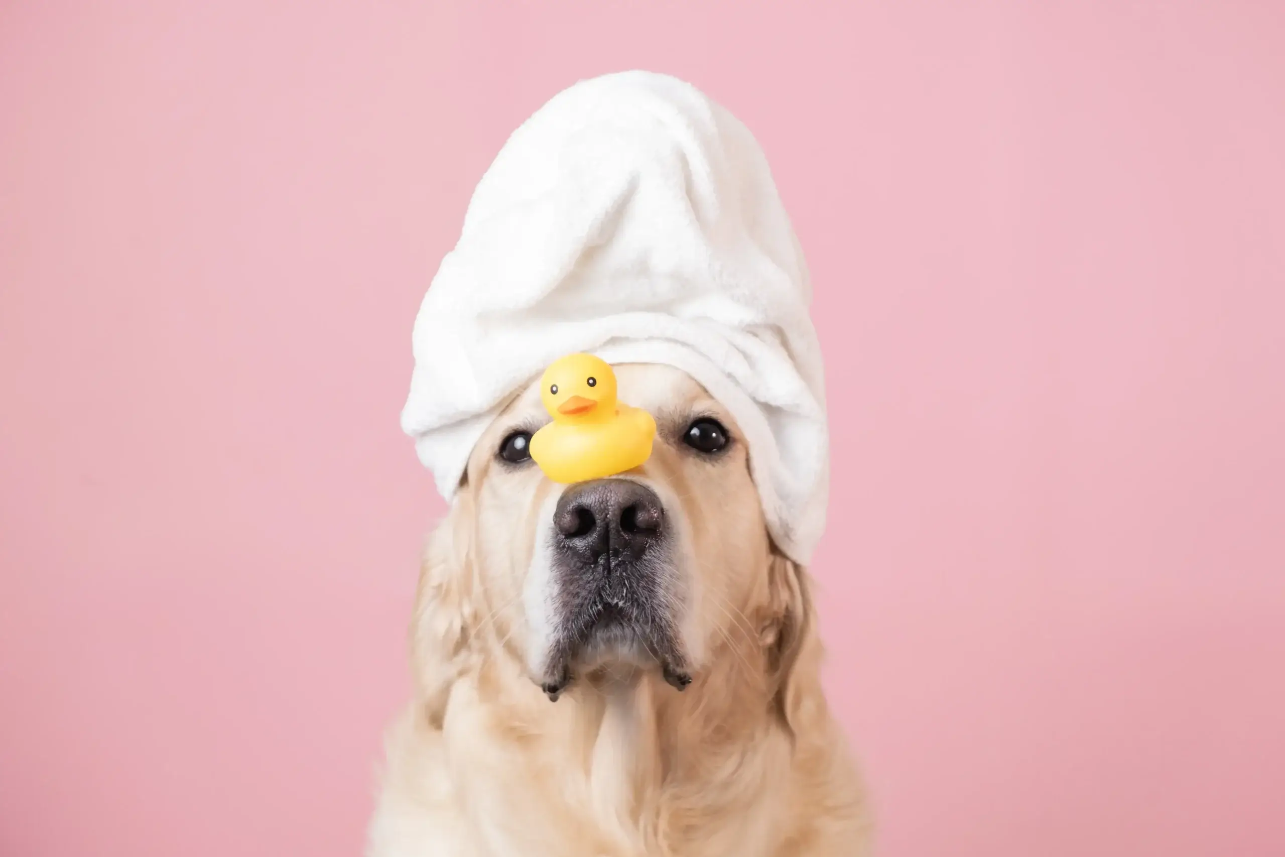 Should You Bathe Your Dog Before or After Grooming?