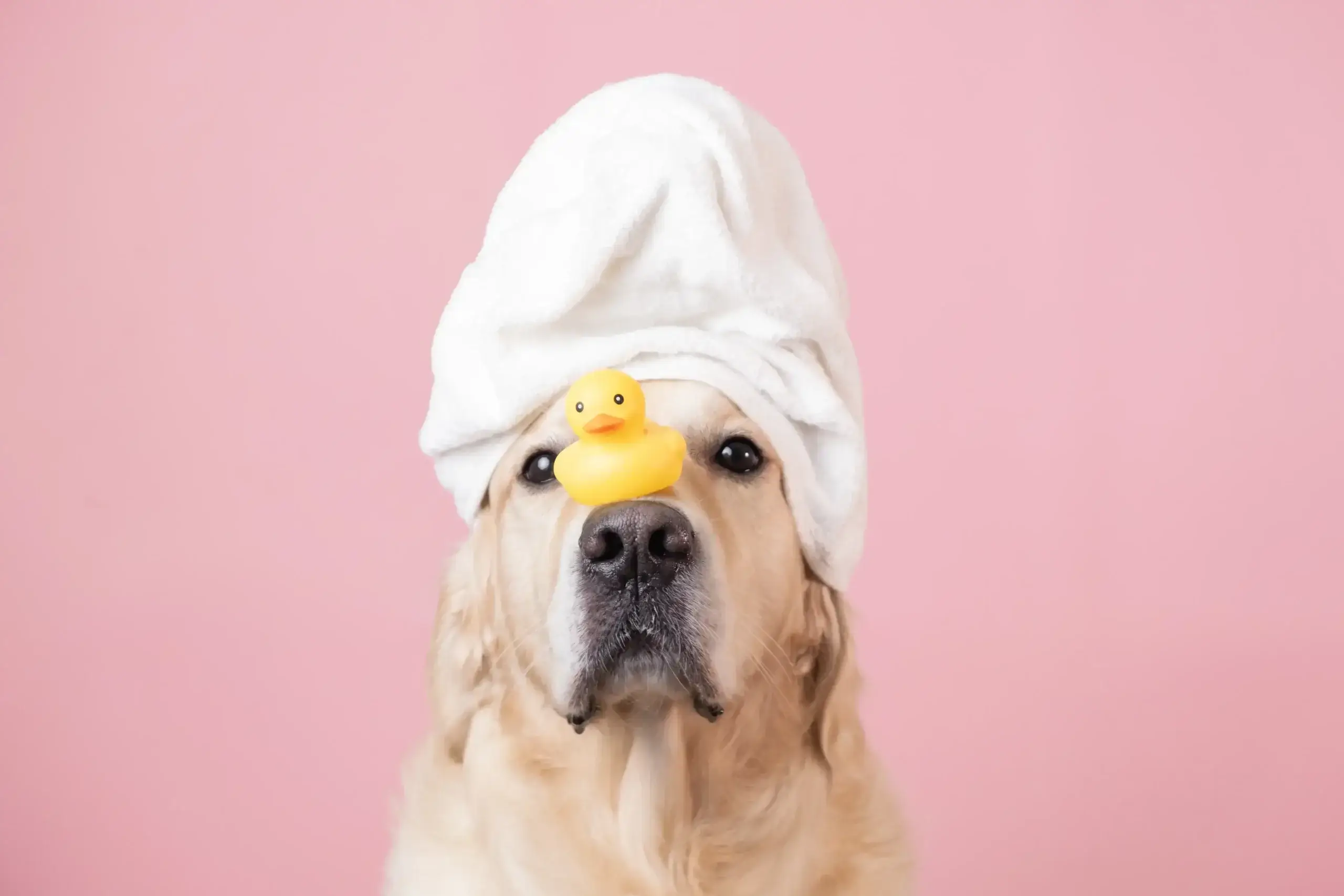 Should You Bathe Your Dog Before or After Grooming?