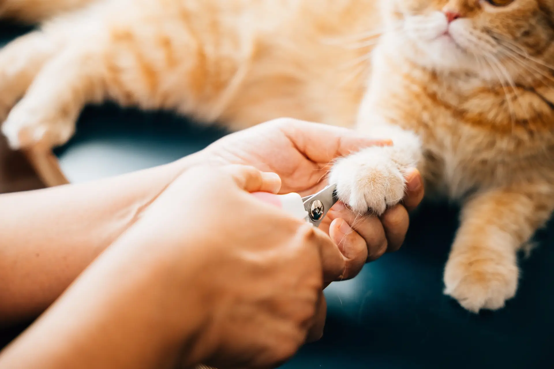 How to Trim Cat Nails at Home