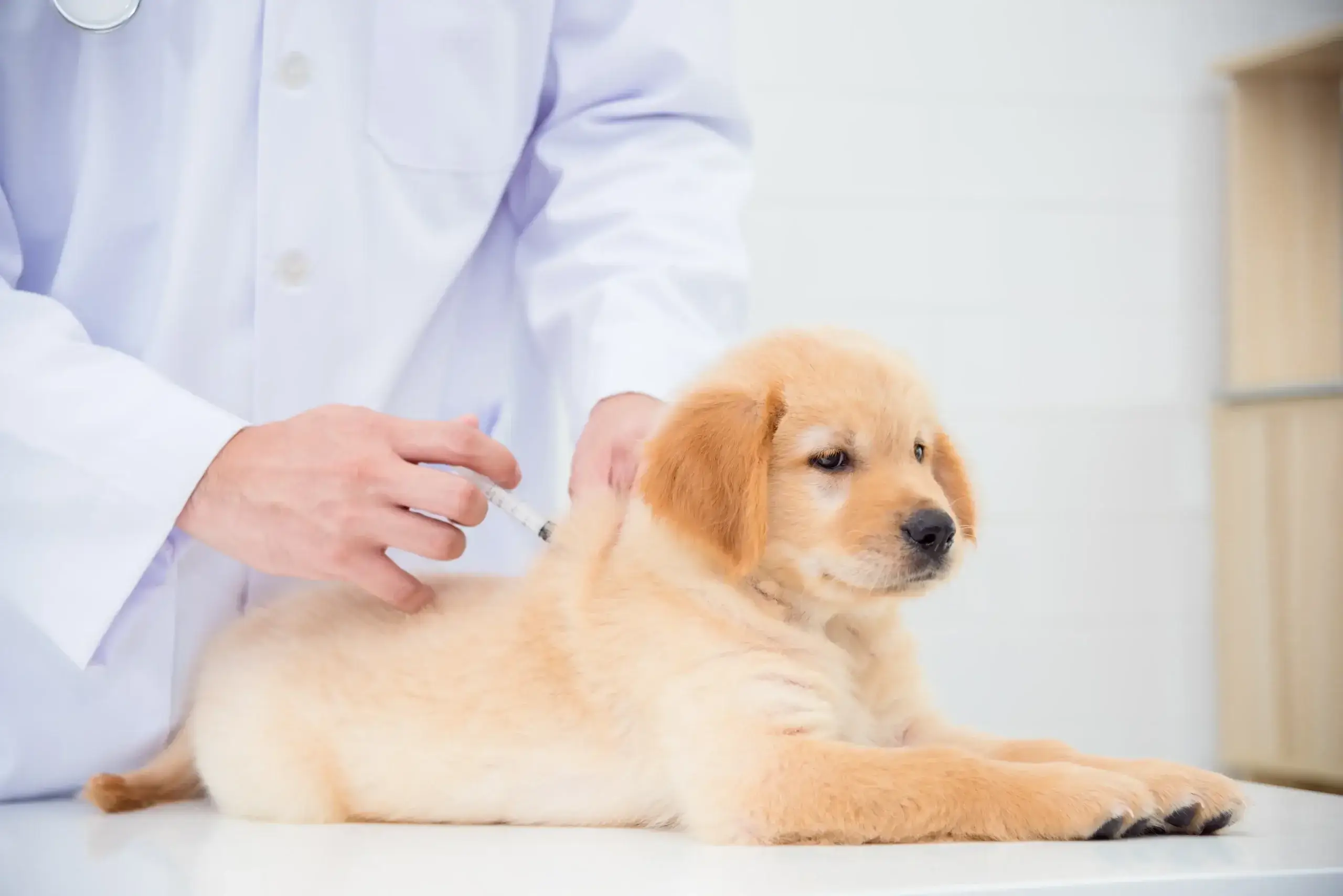 DHPP Vaccine for Dogs: What It Is, What It Covers & Why It Matters