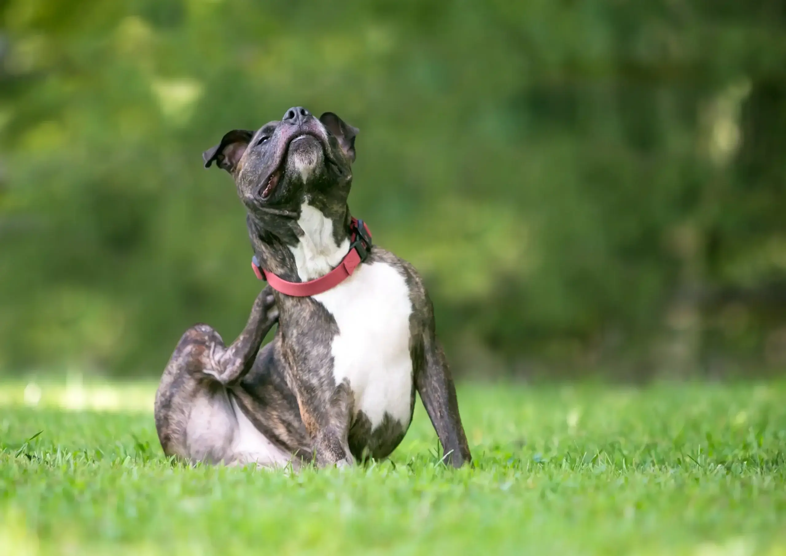 Can Dogs Be Allergic to Grass? How to Manage It Without Limiting Playtime