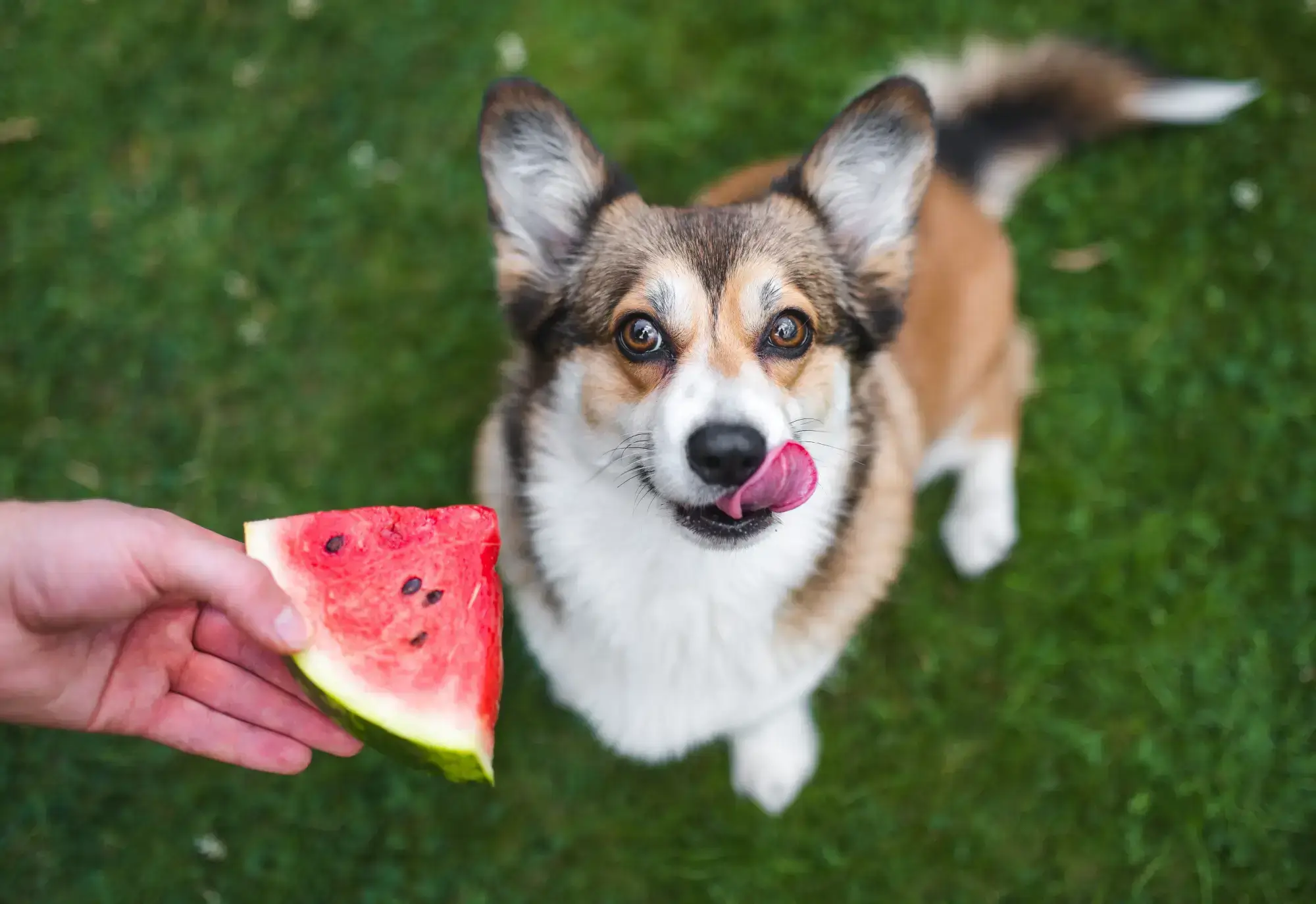 Can Dogs Have Watermelon? A Safe Summer Treat Guide