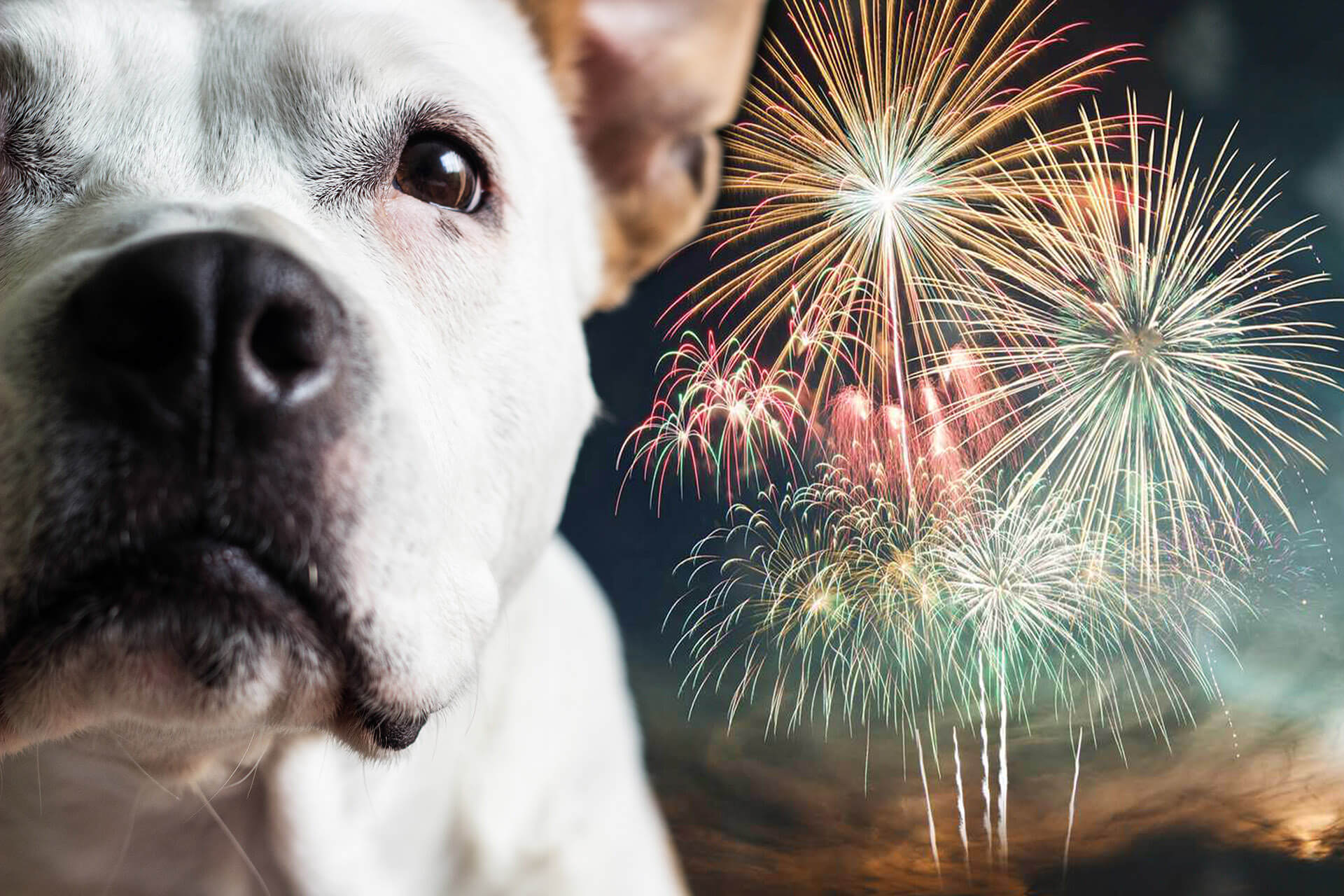 Dog scared of fireworks