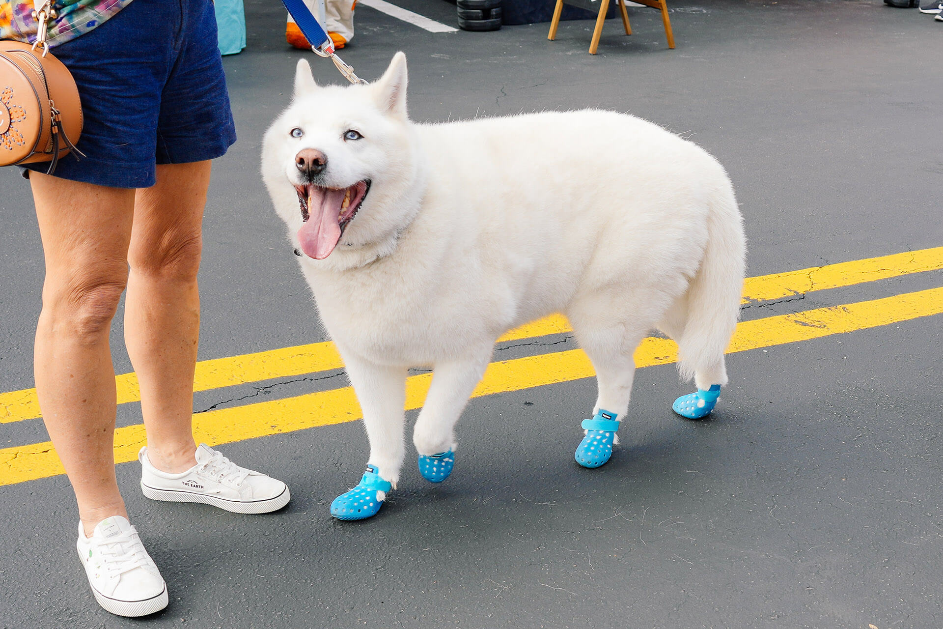 Dog wearing booties for paw protection in summer