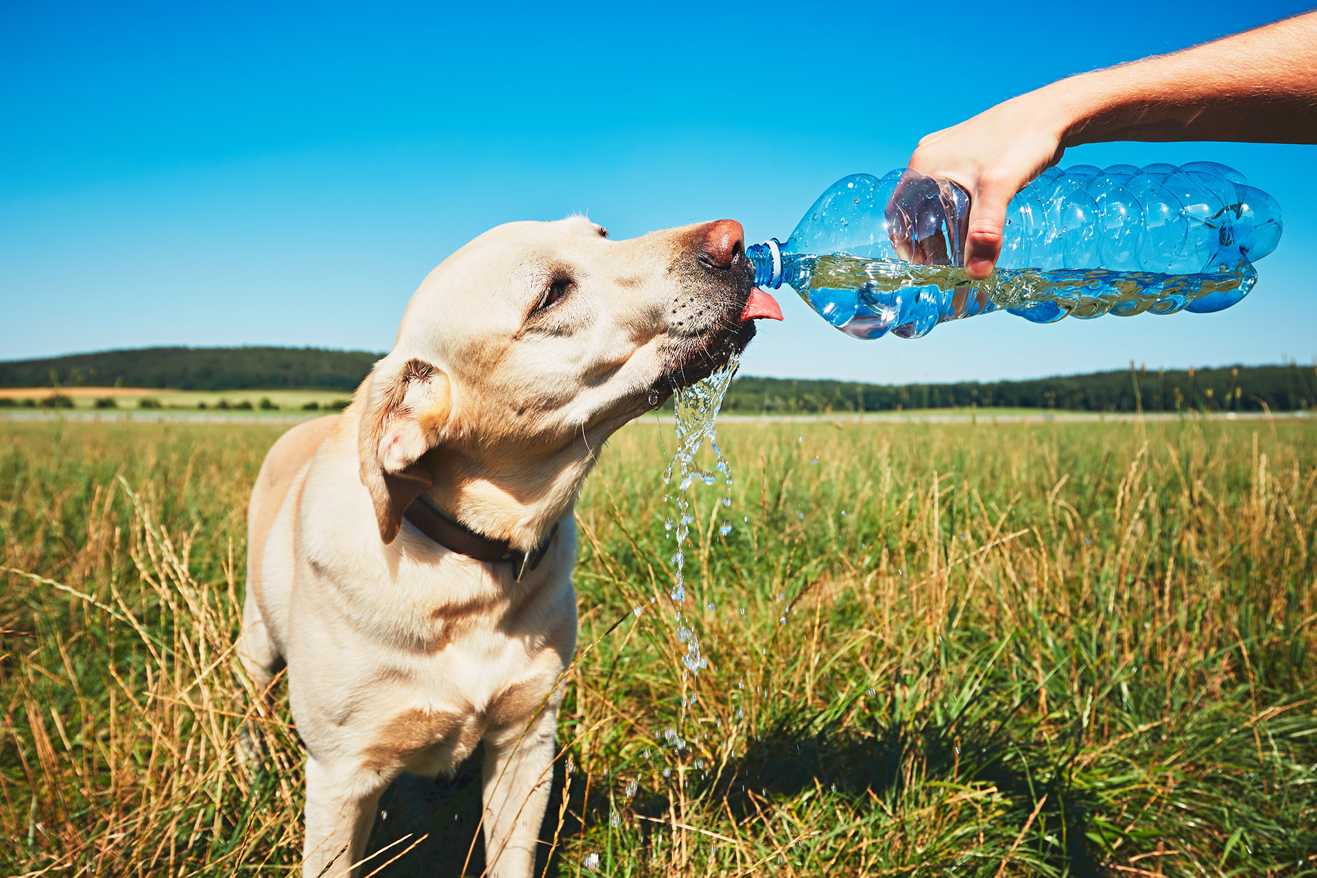 Dog Heat Safety in Bay County: How to Keep Your Pet Cool This Summer