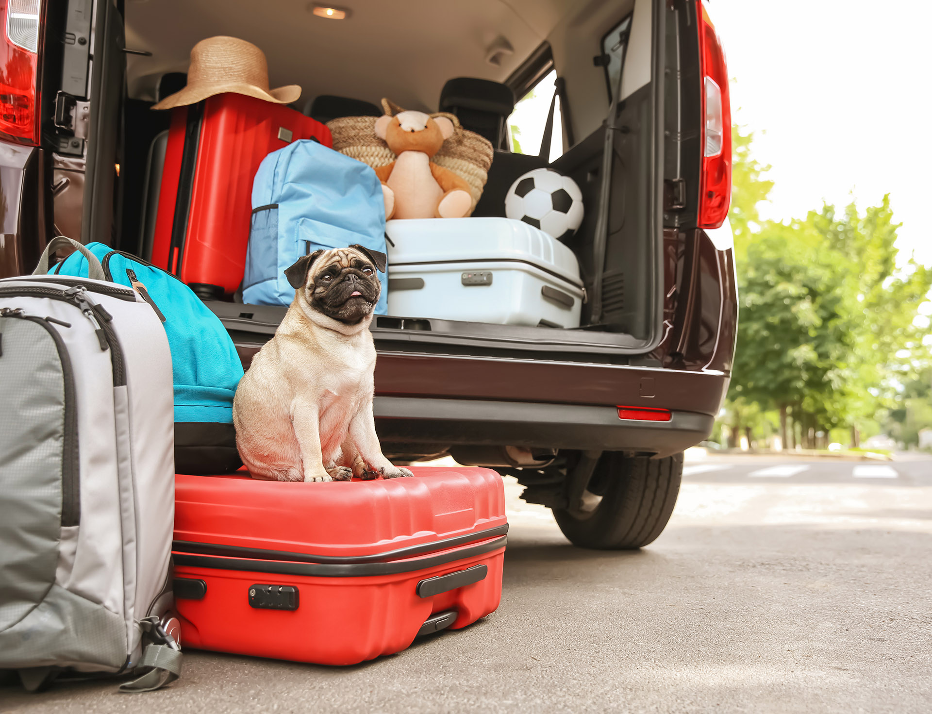 What to Do With Your Dog While You’re Visiting Panama City Beach