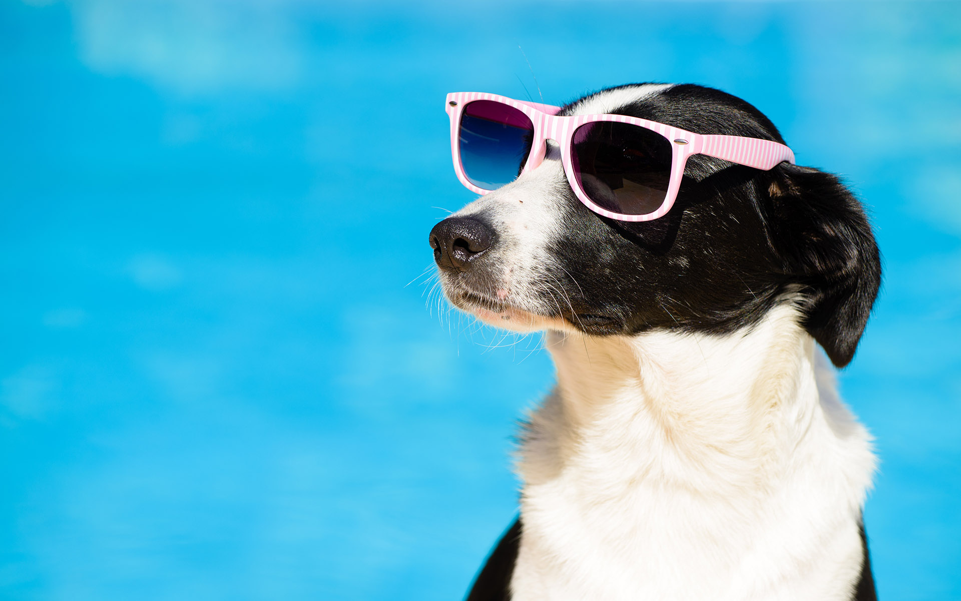 Summer Dog Grooming in Bay County: How Often Does Your Dog Need a Bath?